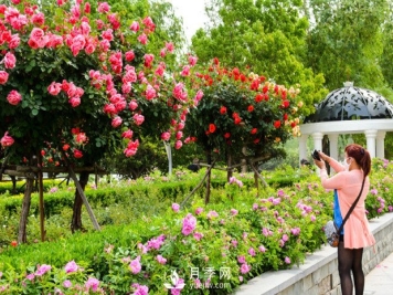 目前绿化苗木市场需求的到底是哪种花木？