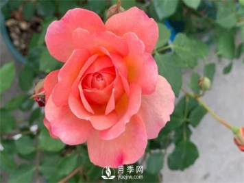安德烈月季，多头有枝条就有花苞