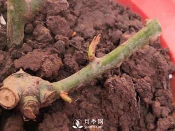 春天是个让人欣喜的季节，一定要养月季花
