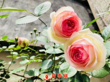 养护月季花这么做，来年繁茂又漂亮！