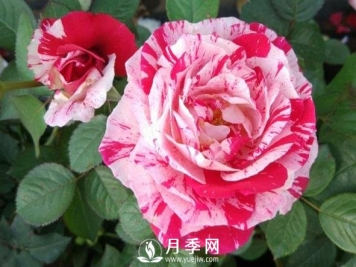 节日礼花月季，灌木月季推荐