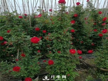 藤本月季的品种有那些？南阳藤本月季价格？