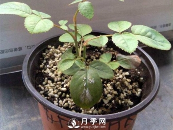 月季花苗怎样栽种：从选品入手到植株处理