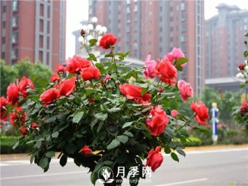 南阳月季让江苏城区园林绿化多点美景