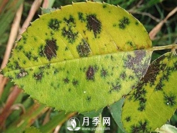 夏天月季出现黄叶的几个主要原因分析