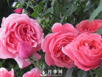 月季发新笋施什么肥好