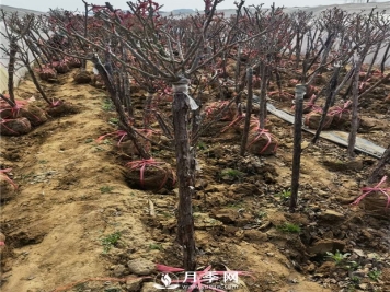 园林绿化苗木的选择购原则与注意事项