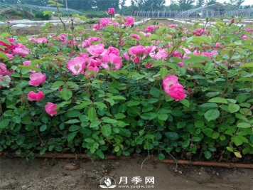 你家月季花要这样养 一年365天 花开不败