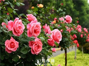 跟大家介绍月季这种花卉植物