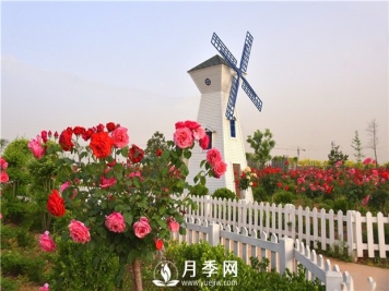 想要养出一片月季花海不是那么容易的事情