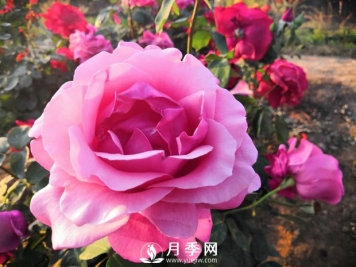 月季的土壤我们该怎么选择配制呢