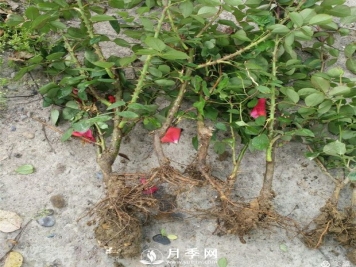 月季剪了，枝条能不能扦插？