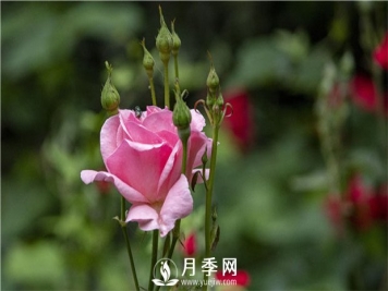 蔷薇和月季如果想休眠？要如何管理？