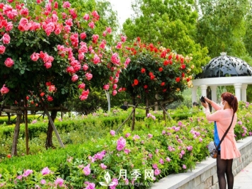 微型月季的盆土跟介质选择有些特殊