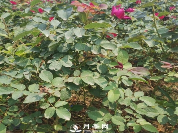 地栽月季的优点 你知道吗