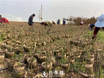 养护苗木 立秋过后 你要这样做