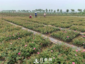 月季盆土可频繁换？