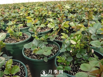 入冬买月季苗，3个要点要注意