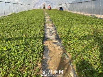 月季扦插 你看这里 这里有技巧