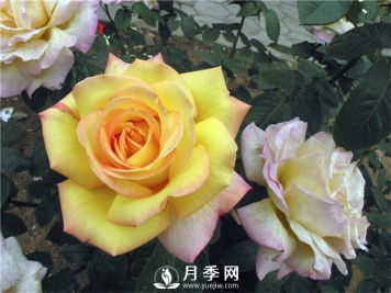 大花月季栽培的株行距依栽培目的不同而异