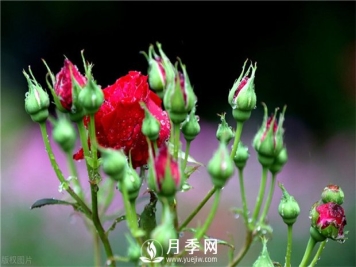 想要月季花苞多 开花好看 你需要这样施肥