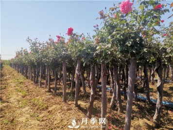 9月份可以种月季花吗？