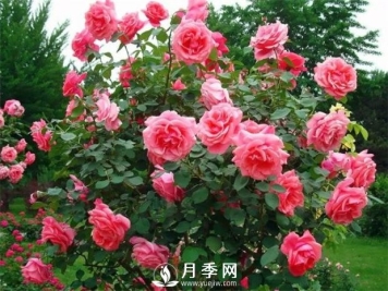 九月你就要这样养护月季花