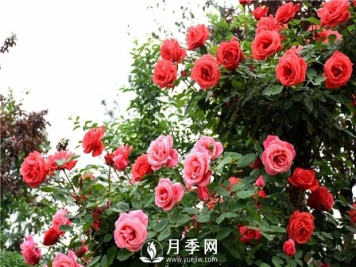 不知该怎样给月季过冬