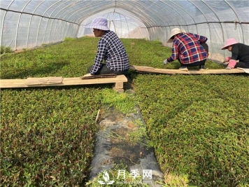 月季的扦插你知道什么时候合适