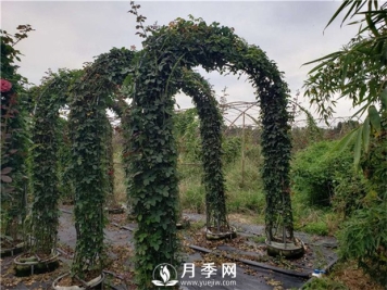 阳台可以养爬藤月季么？有哪些品种推荐？