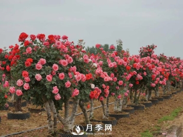 一般月季是在几月开花？月月红咋来的？