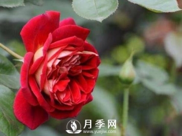 三伏天 原来月季也会中暑 教你这样做轻松养好月季