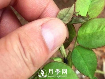 月季花嫩芽发黑咋了 80%的人都不知道