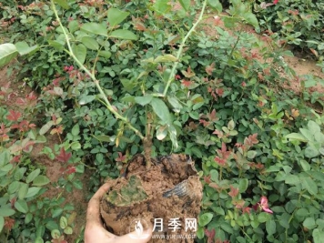 这些盆栽月季花苗都抢疯了 买营养钵月季要快