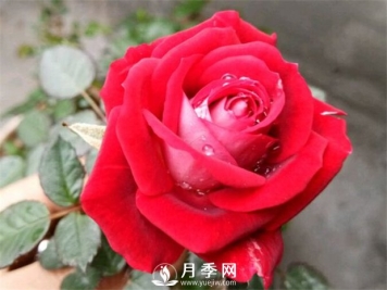 月季花爆盆看这里 看这里