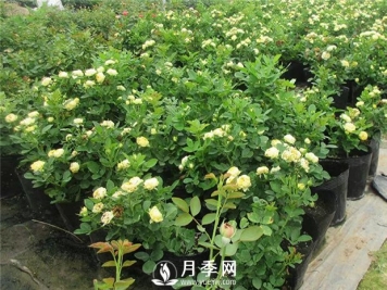 养护月季花植物7个问题 {干货}