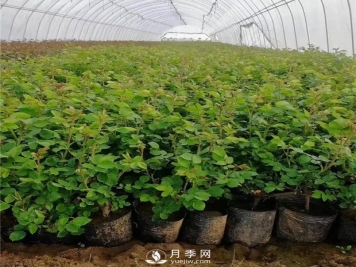 四月月季管理要点