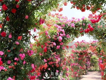  月季遭雨水有虫害？这样预防，就没问题！