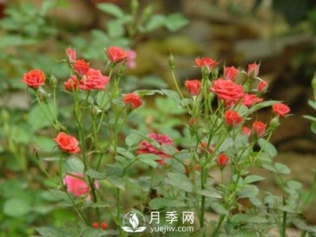 微型月季的种植养护管理