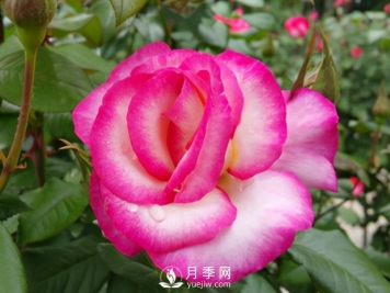 3.12植树节，你了解多少？