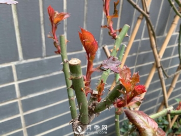 春节的月季芽芽怎么养护呢？