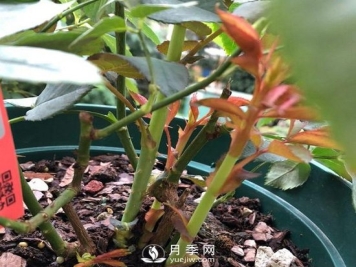 三月月季花正确的打顶方法，漂亮株型