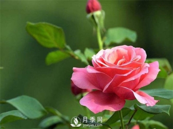 一场春雨一场暖，苗木养护要及时