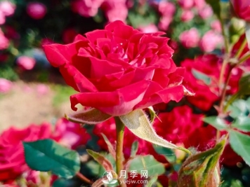 怎样让月季开更多更大的花？