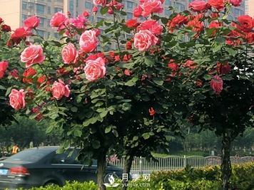 树状月季为何开花少？养分缺乏或失衡只是其一