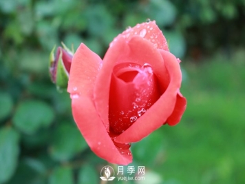 月季入秋后，我们应该怎么去养护？