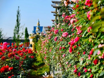 月季扦插繁衍操作简洁省工省地