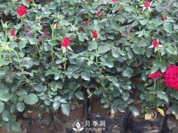 盆栽月季花该如何养殖？方法很简单哦