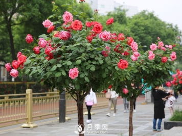 月季的养护方法和注意事项