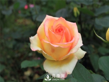 苗木成活率不高？12招树木养护秘诀，要知晓！